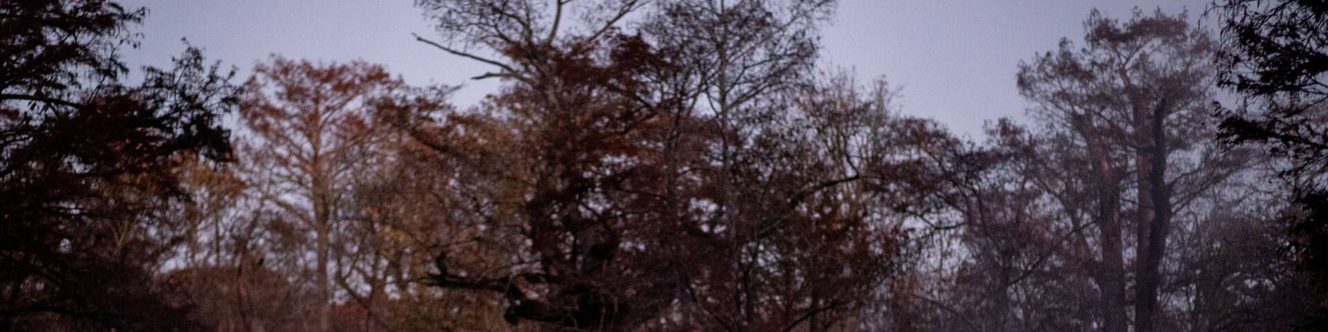 Sunrise canoe ride on foggy river.