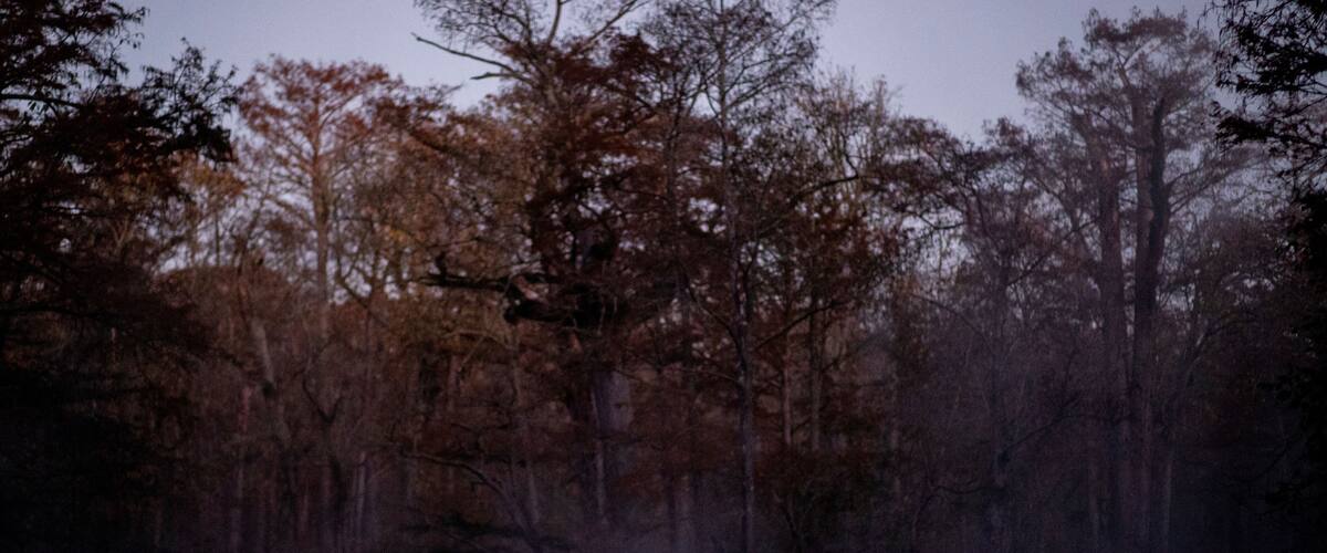 A person in a boat on a foggy river surrounded by trees.