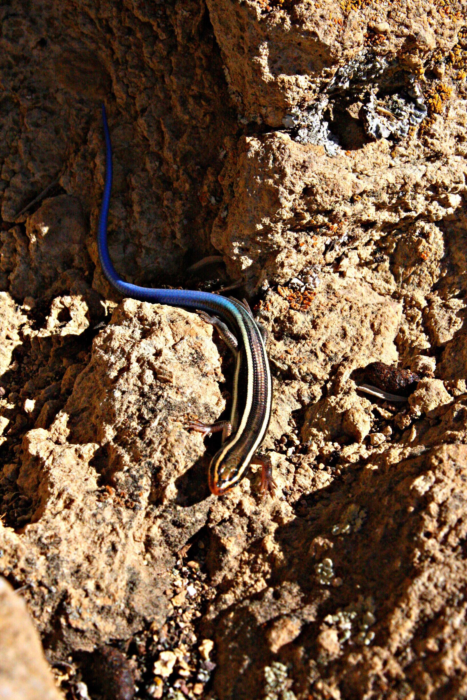 Blue-tailed Skink surprised us as we climbed up a small rock face.