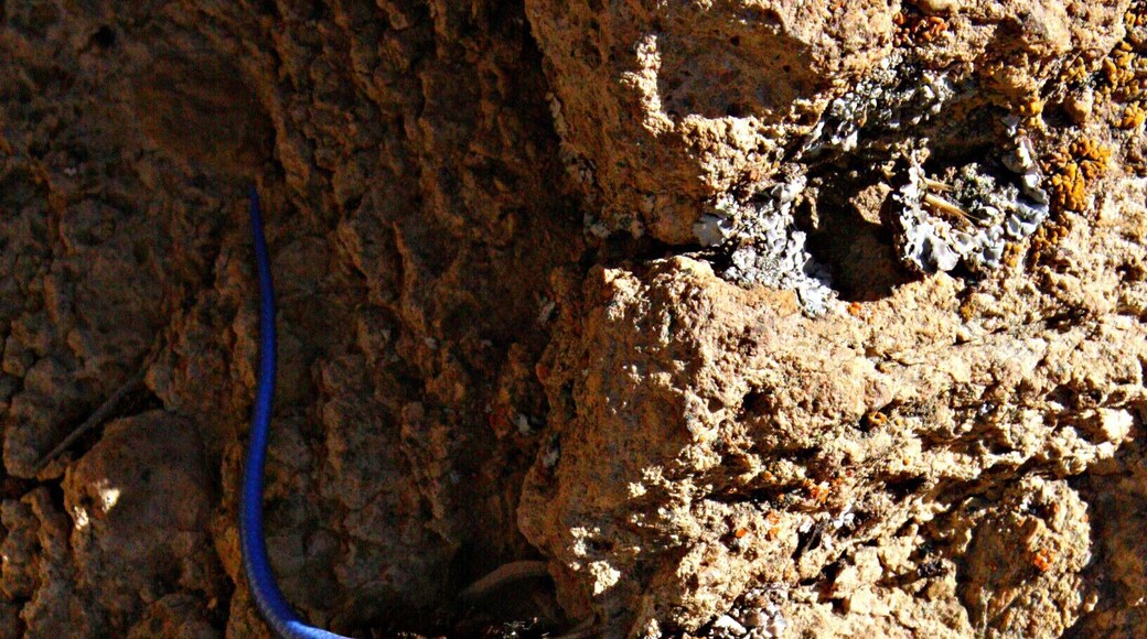 Blue-tailed Skink surprised us as we climbed up a small rock face.
