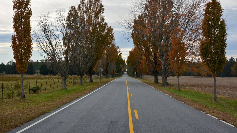 A road flanked by trees with autumn foliage, leading into the distance.