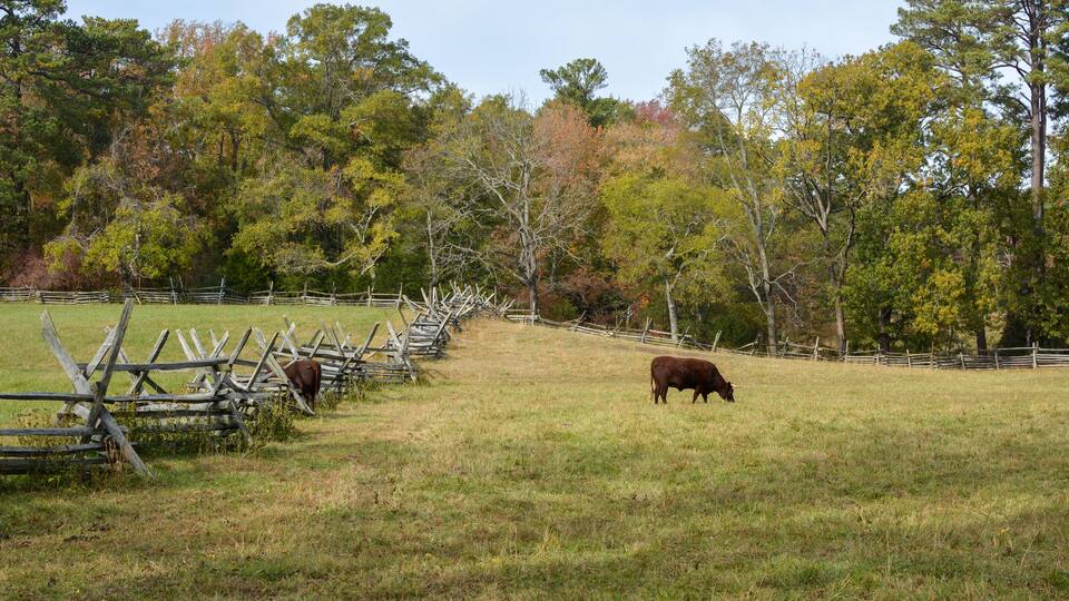 A rural landscape with a wooden fence, a cow grazing, and trees with autumn foliage.