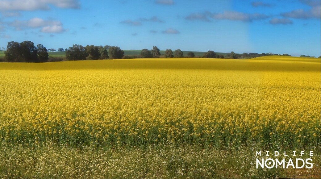 It’s nearly Springtime or is it Djilba?
The Canola fields are in full flower and yes we have had a couple of nice sunny days but it’s still cold in the mornings with some rain, not quite Winter and yet not quite Spring.
Recently, I have learnt that in Noongar culture their calendar has six distinctly different seasons Birak, Bunuru, Djeran, Makuru, Djilba and Kambarang.
These seasons are not tied just to the weather but also related to other events such as the flowering of plants and or the behaviour of the animals in a local region. The Noongar seasons can be long or short depending on the what is happening and the ever-changing conditions around us. Only having four seasons and these being determined by a specific date is something I have always found somewhat simplistic and possibly naive.
I guess no matter what seasonal calendar we choose to adopt I am sure I wouldn’t be able to buy a jumper in winter, thanks to our friends in the fashion industry and their secret calendar system. #culture