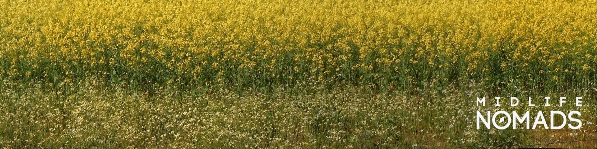 It’s nearly Springtime or is it Djilba?
The Canola fields are in full flower and yes we have had a couple of nice sunny days but it’s still cold in the mornings with some rain, not quite Winter and yet not quite Spring.
Recently, I have learnt that in Noongar culture their calendar has six distinctly different seasons Birak, Bunuru, Djeran, Makuru, Djilba and Kambarang.
These seasons are not tied just to the weather but also related to other events such as the flowering of plants and or the behaviour of the animals in a local region. The Noongar seasons can be long or short depending on the what is happening and the ever-changing conditions around us. Only having four seasons and these being determined by a specific date is something I have always found somewhat simplistic and possibly naive.
I guess no matter what seasonal calendar we choose to adopt I am sure I wouldn’t be able to buy a jumper in winter, thanks to our friends in the fashion industry and their secret calendar system. #culture