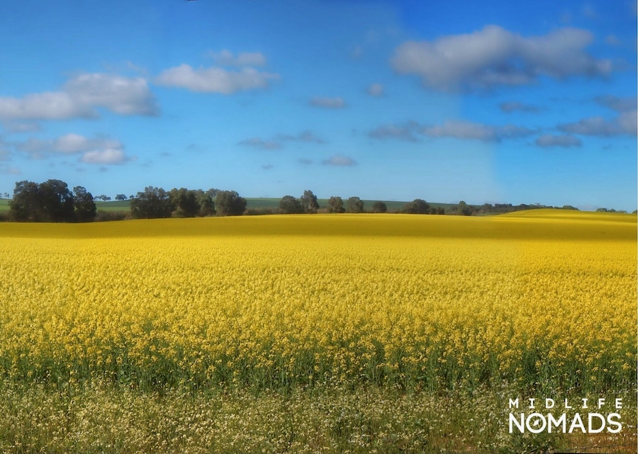 It’s nearly Springtime or is it Djilba?
The Canola fields are in full flower and yes we have had a couple of nice sunny days but it’s still cold in the mornings with some rain, not quite Winter and yet not quite Spring.
Recently, I have learnt that in Noongar culture their calendar has six distinctly different seasons Birak, Bunuru, Djeran, Makuru, Djilba and Kambarang. 
These seasons are not tied just to the weather but also related to other events such as the flowering of plants and or the behaviour of the animals in a local region. The Noongar seasons can be long or short depending on the what is happening and the ever-changing conditions around us. Only having four seasons and these being determined by a specific date is something I have always found somewhat simplistic and possibly naive.
I guess no matter what seasonal calendar we choose to adopt I am sure I wouldn’t be able to buy a jumper in winter, thanks to our friends in the fashion industry and their secret calendar system. #culture