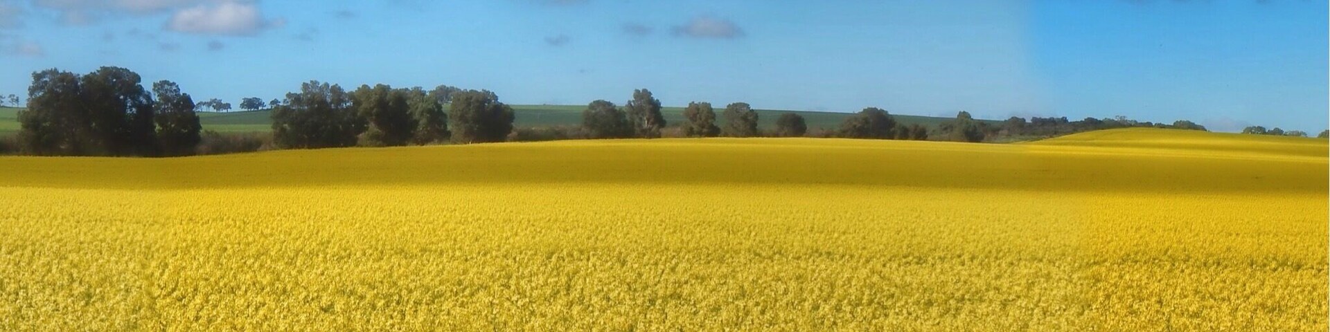 It’s nearly Springtime or is it Djilba?
The Canola fields are in full flower and yes we have had a couple of nice sunny days but it’s still cold in the mornings with some rain, not quite Winter and yet not quite Spring.
Recently, I have learnt that in Noongar culture their calendar has six distinctly different seasons Birak, Bunuru, Djeran, Makuru, Djilba and Kambarang.
These seasons are not tied just to the weather but also related to other events such as the flowering of plants and or the behaviour of the animals in a local region. The Noongar seasons can be long or short depending on the what is happening and the ever-changing conditions around us. Only having four seasons and these being determined by a specific date is something I have always found somewhat simplistic and possibly naive.
I guess no matter what seasonal calendar we choose to adopt I am sure I wouldn’t be able to buy a jumper in winter, thanks to our friends in the fashion industry and their secret calendar system. #culture