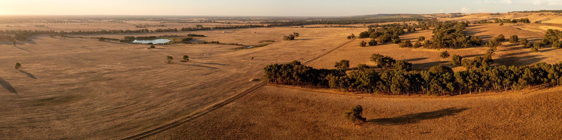 Aerial view over a Cattle Farmland in the Evening Sun, Gingin, Wheatbelt, Westaustralien, Australia