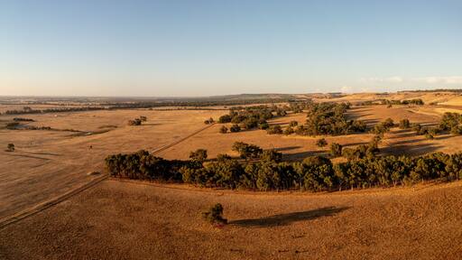 Aerial view over a Cattle Farmland in the Evening Sun, Gingin, Wheatbelt, Westaustralien, Australia