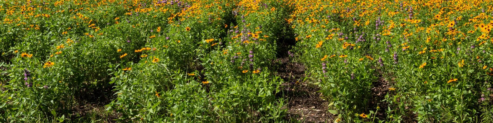 Texas Wildflowers Field of Black Eyed Susans on a Sunny Spring Day with Trees and Clouds