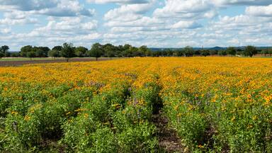 Texas Wildflowers Field of Black Eyed Susans on a Sunny Spring Day with Trees and Clouds