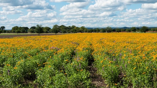 Texas Wildflowers Field of Black Eyed Susans on a Sunny Spring Day with Trees and Clouds