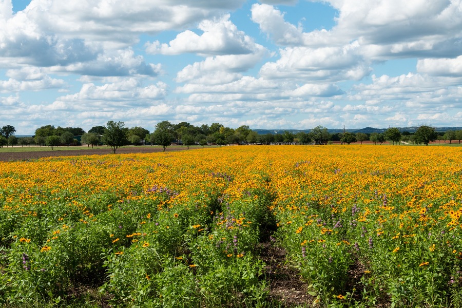 A field of yellow flowers with green foliage and trees in the background under a partly cloudy sky.