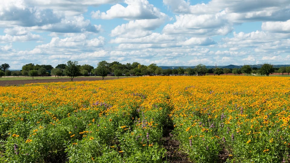 A field of yellow flowers with green foliage and trees in the background under a partly cloudy sky.