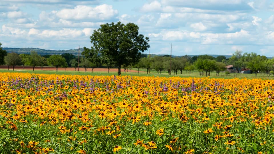 A field of yellow flowers with a large tree in the background.