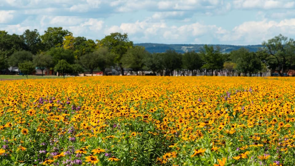 A field of yellow flowers with purple accents, trees, and a cloudy sky.