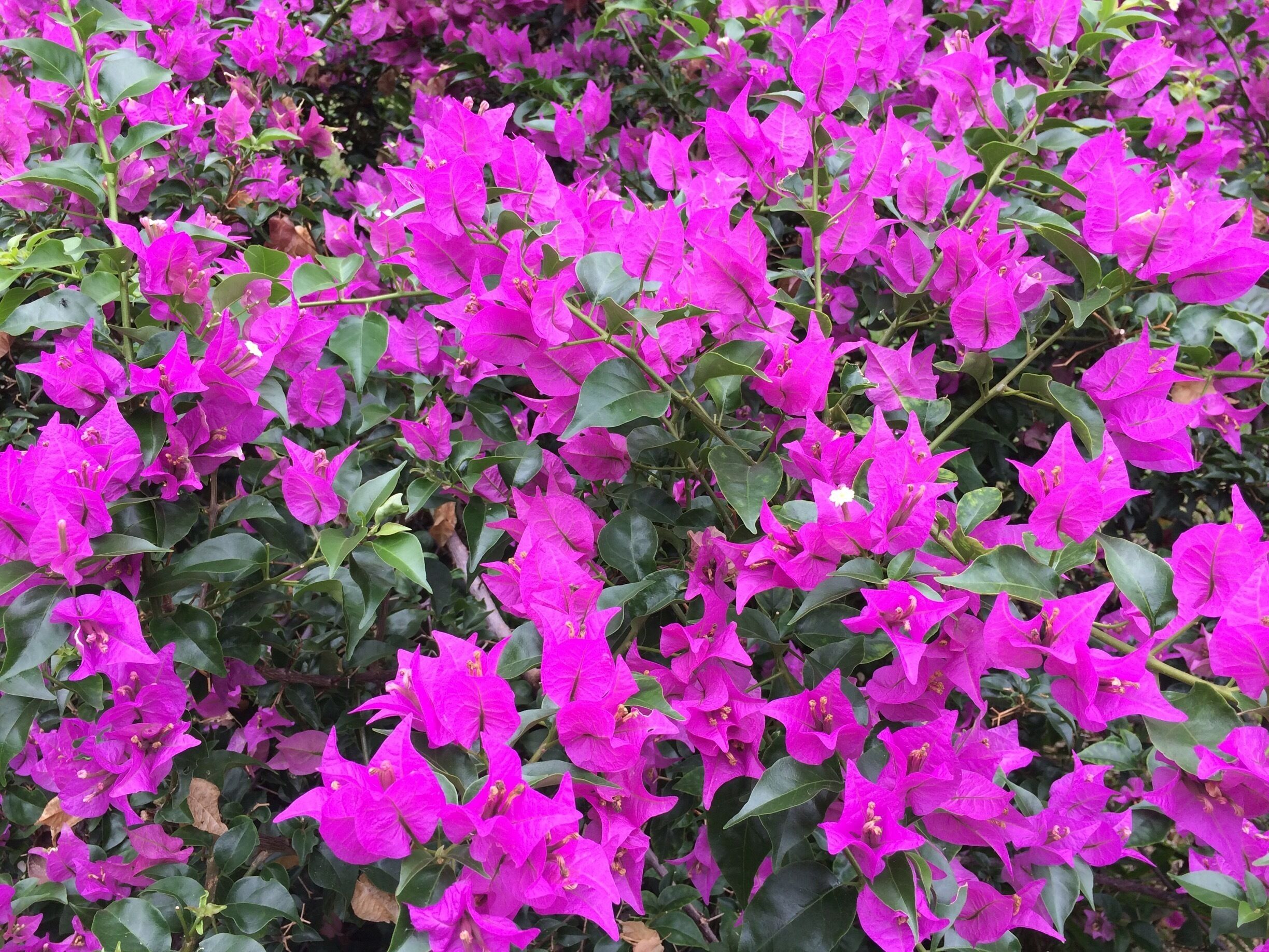 Bougainvilleas 💐