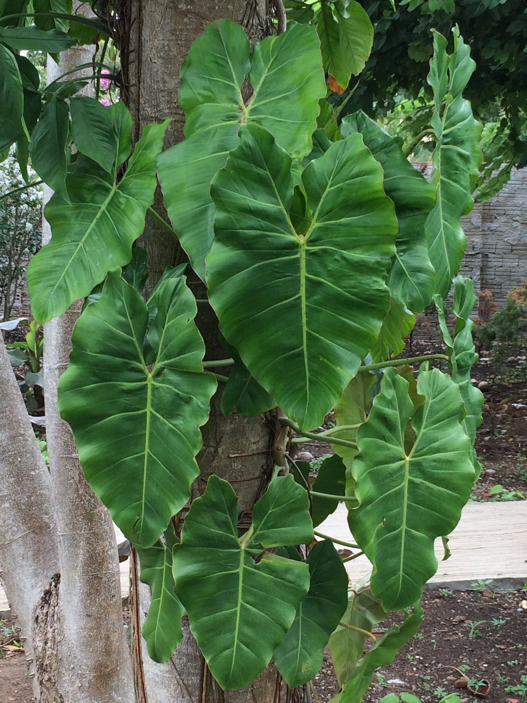 At this garden you can have breakfast and lunch. Great place to visit with kids. 