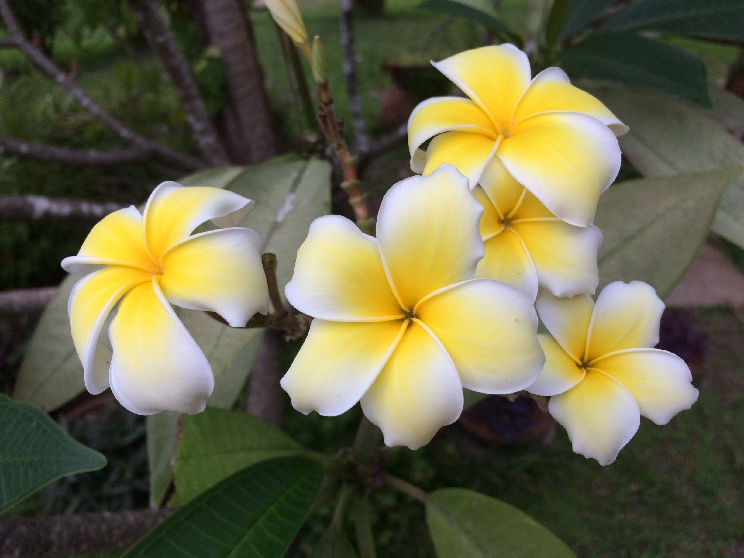 Tracoa garden, close to São Luís/Maranhão