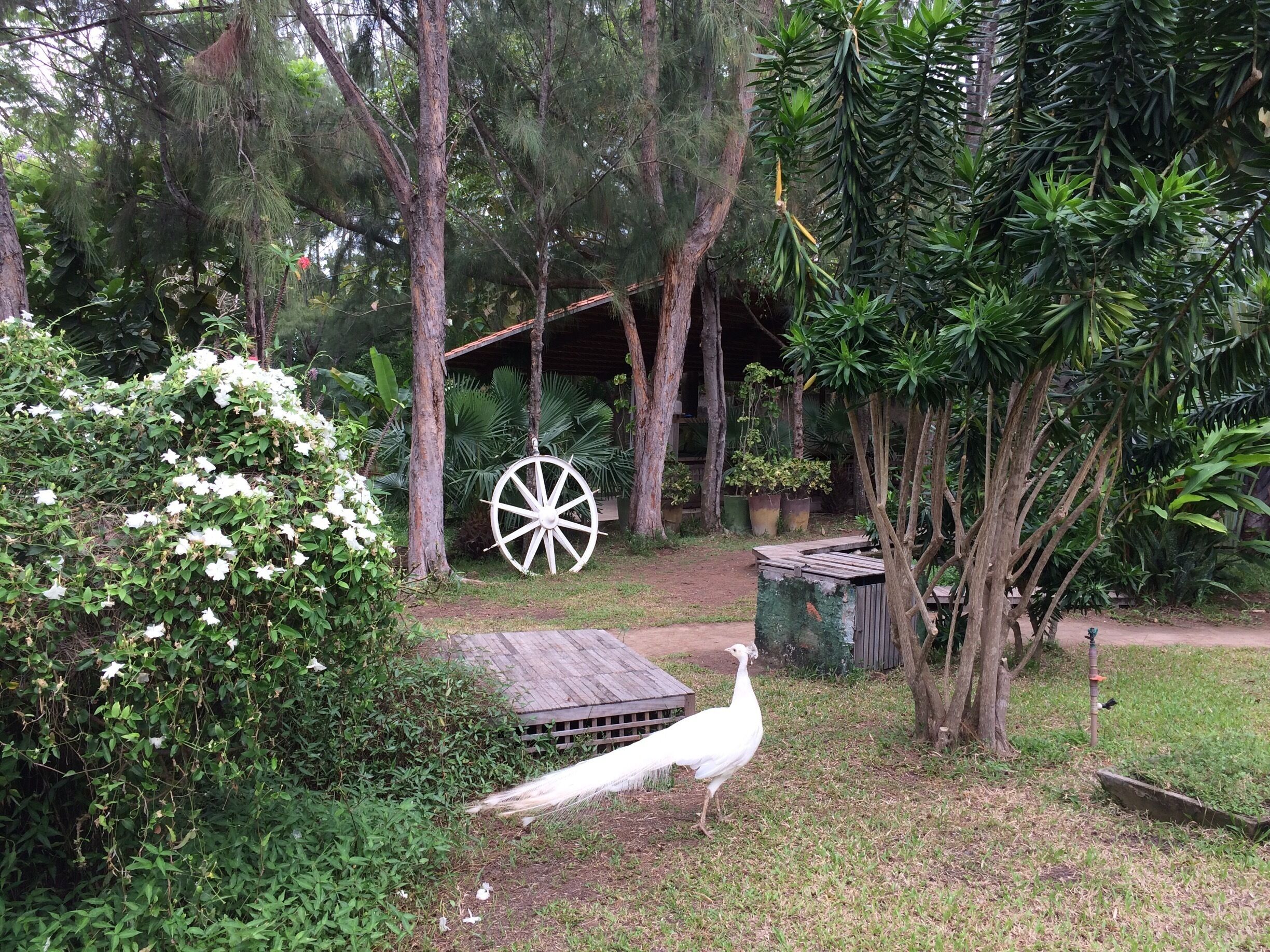 A white peacock in a garden with a wooden cart and a large wheel.