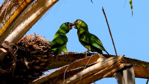 Rio de Janeiro, RJ, Brazil, 09/08/2023 - White-eyed parakeet, maritaca, Psittacara leucophthalmus, perched on a palm tree in Nobel Square, Grajau neighborhood