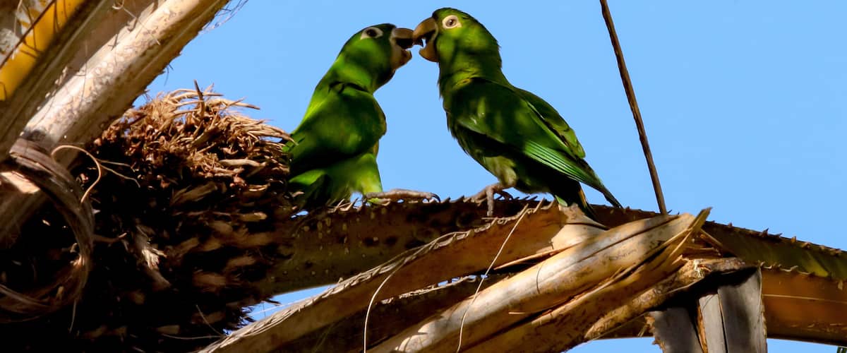 Two green parrots on a tree branch with a nest.