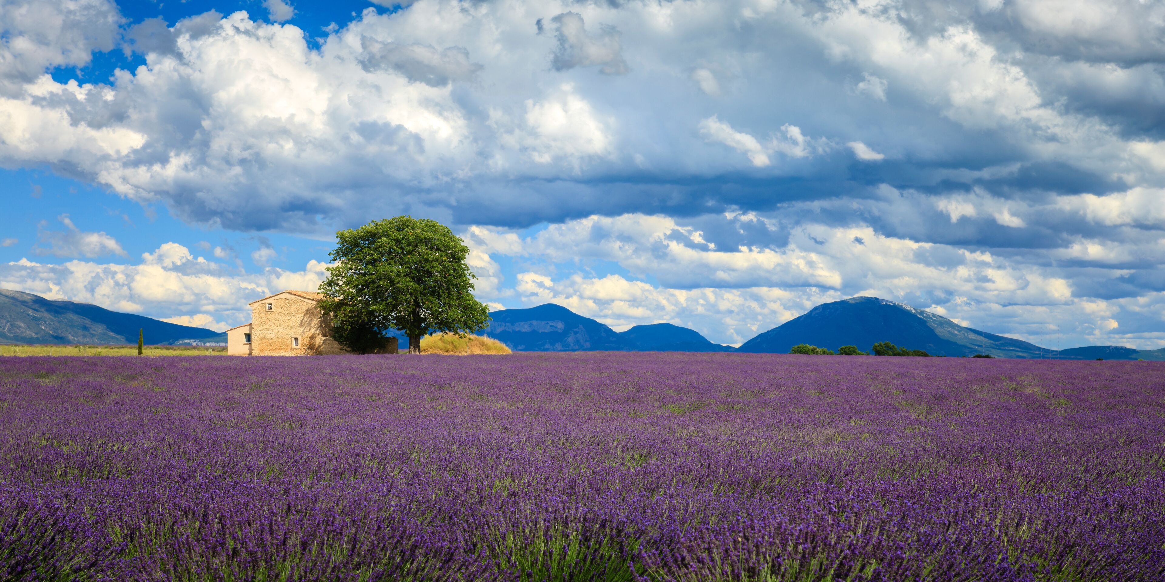 Lavender fields Valensole Plateau Forcalquier Alpes-de-Haute-Provence Provence-Alpes-Cote d'Azur France