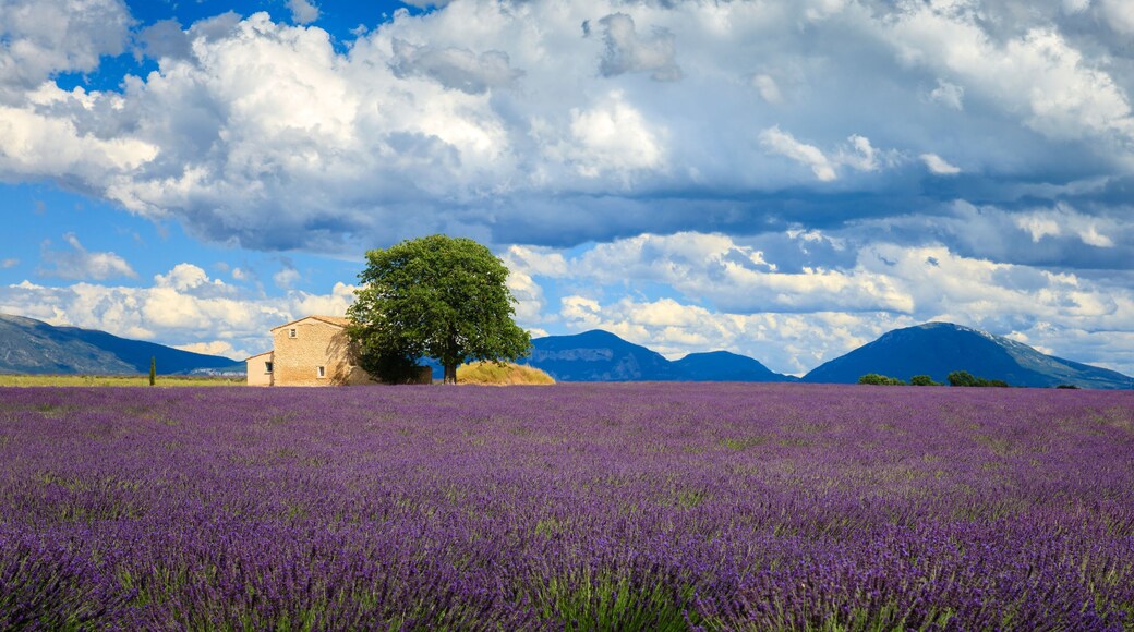 Lavender fields Valensole Plateau Forcalquier Alpes-de-Haute-Provence Provence-Alpes-Cote d'Azur France