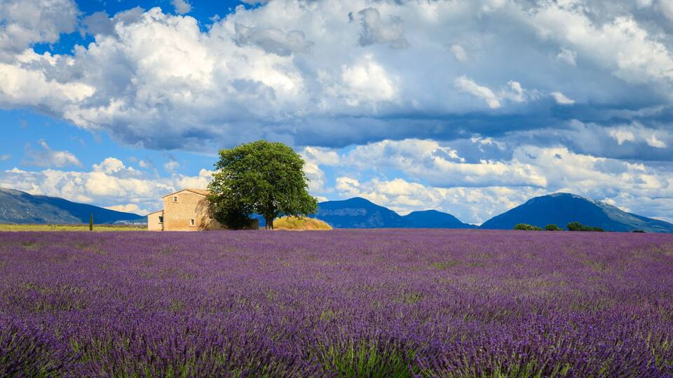 A lavender field with a stone building and a large tree in the center, mountains in the background, and a partly cloudy sky.