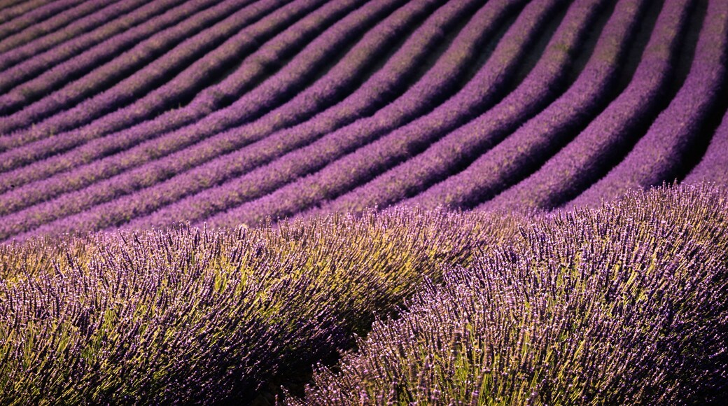 Lavender fields Valensole Plateau Forcalquier Alpes-de-Haute-Provence Provence-Alpes-Cote d'Azur France