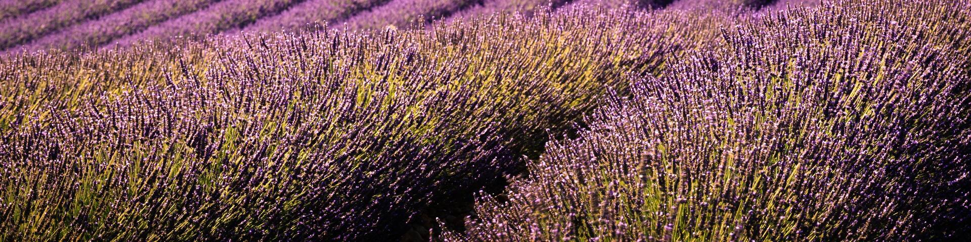Lavender fields Valensole Plateau Forcalquier Alpes-de-Haute-Provence Provence-Alpes-Cote d'Azur France