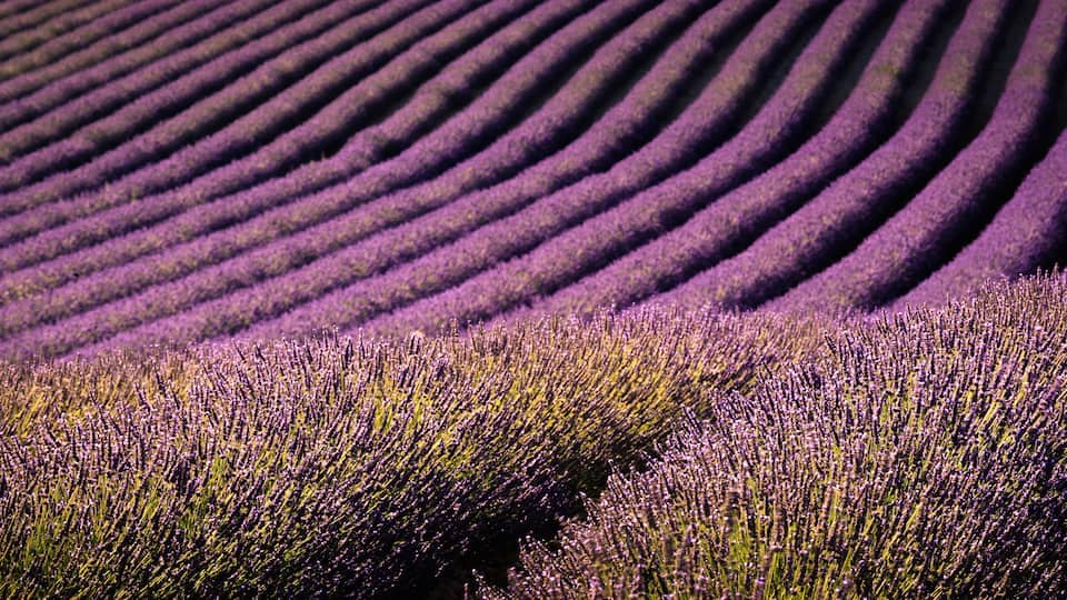 A field of lavender with rows of purple flowers.