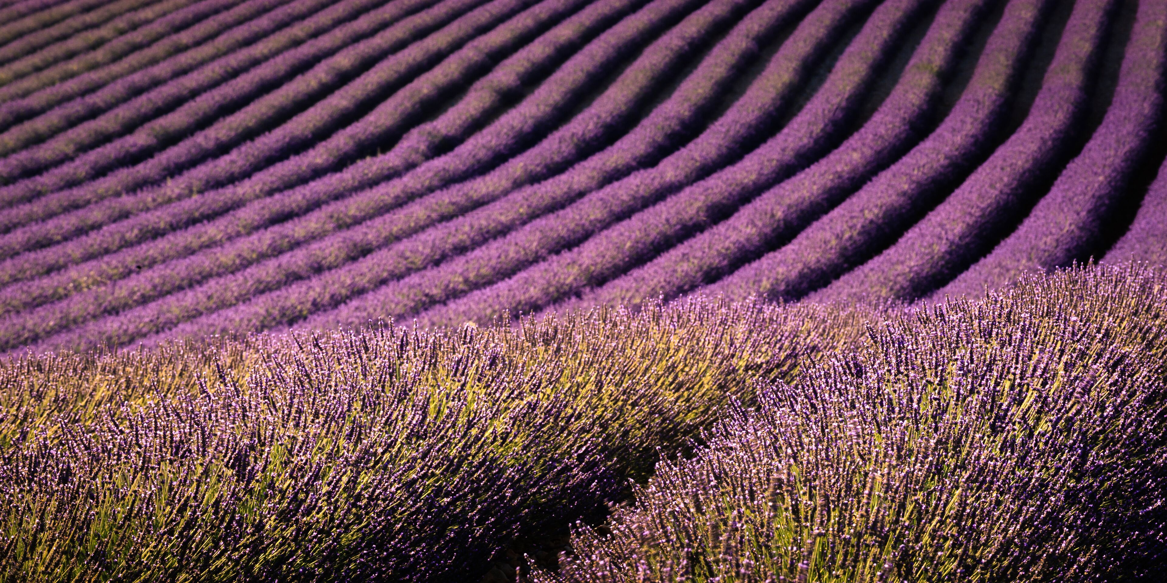 A field of lavender with rows of purple flowers.