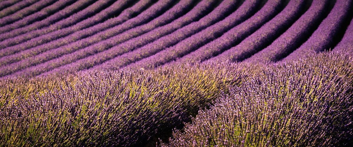 A field of lavender with rows of purple flowers.
