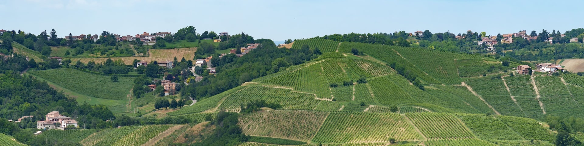 Hills of Oltrepo Pavese at June. Vineyards