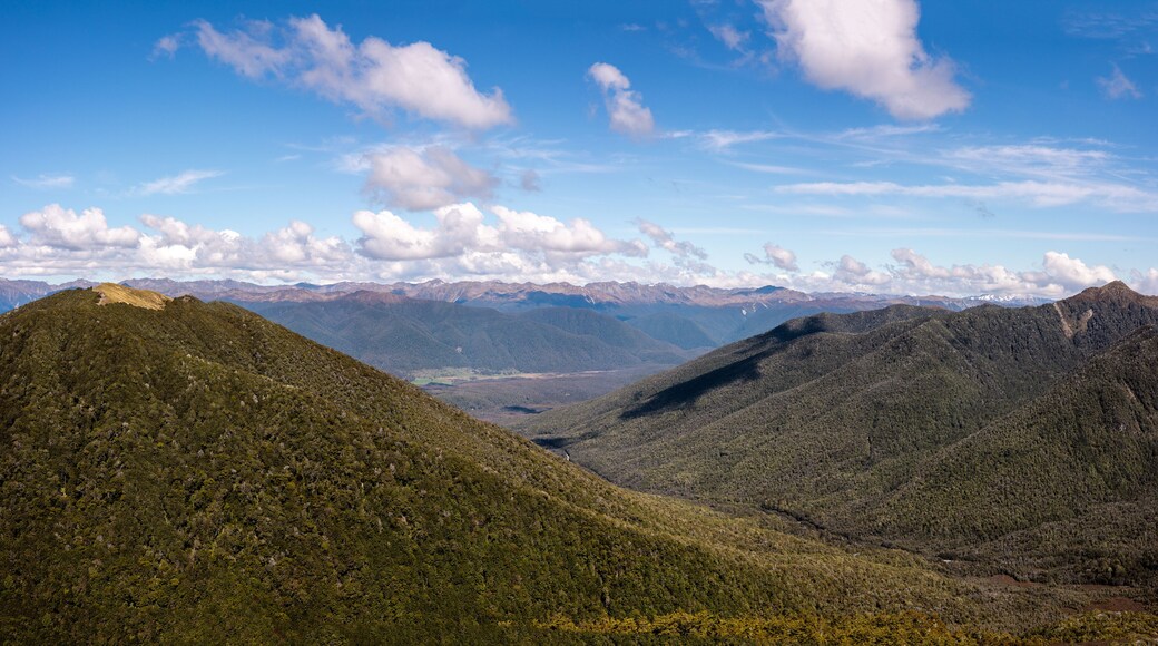 Victoria Forest Park, West coast, New Zealand