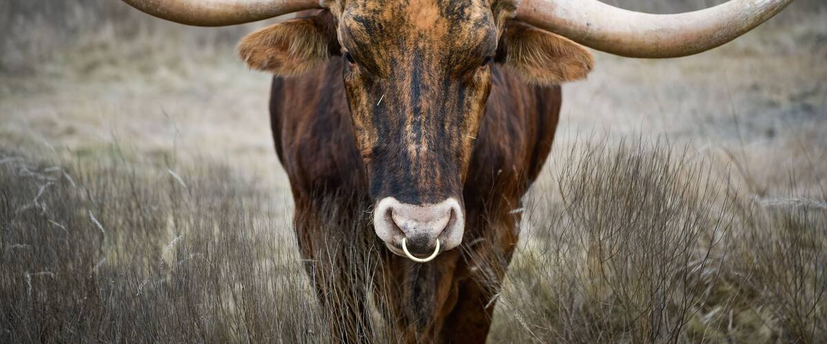 A close-up of a brown ox with large curved horns in a grassy field.