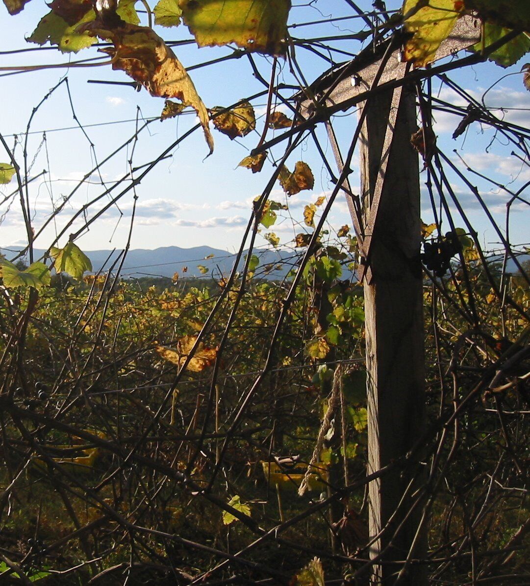 Grape harvest.
Campicelleo, near Madison, VA
October 2008