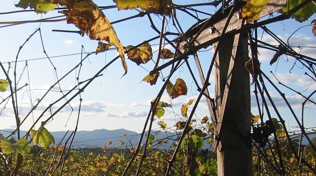 Grape harvest.
Campicelleo, near Madison, VA
October 2008