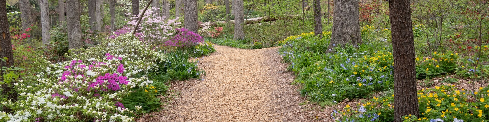 A forest path with a mulch-covered trail, surrounded by various flowering plants and trees.