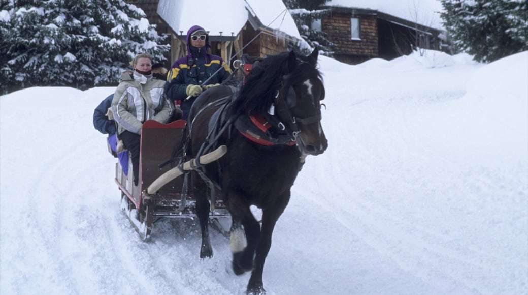 Morzine showing horseriding and snow