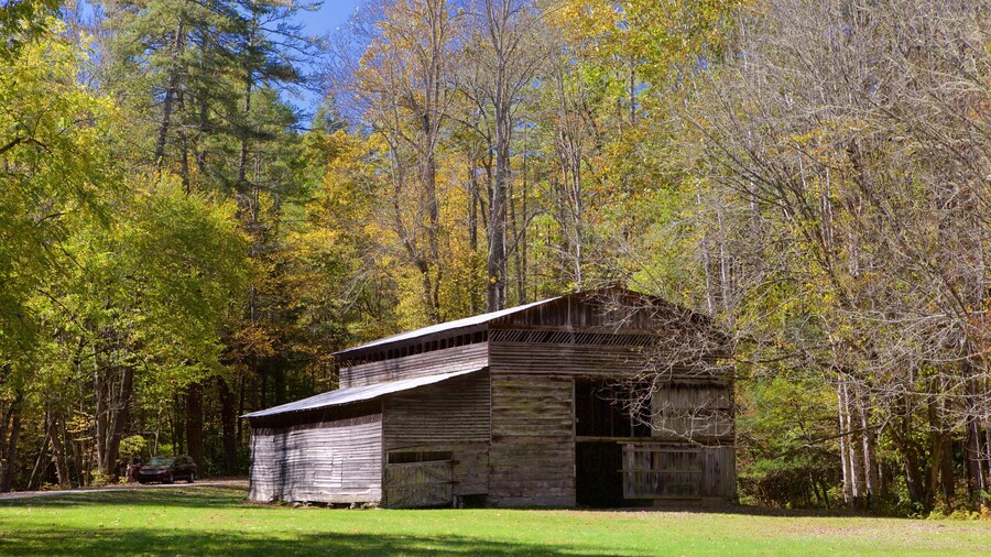 Charlotte que incluye escenas forestales