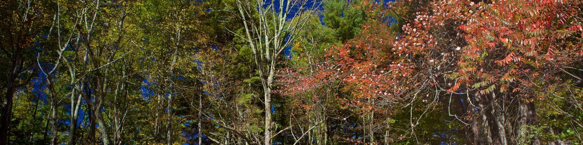 A dirt road leading to Great Smoky Mountains National Park.