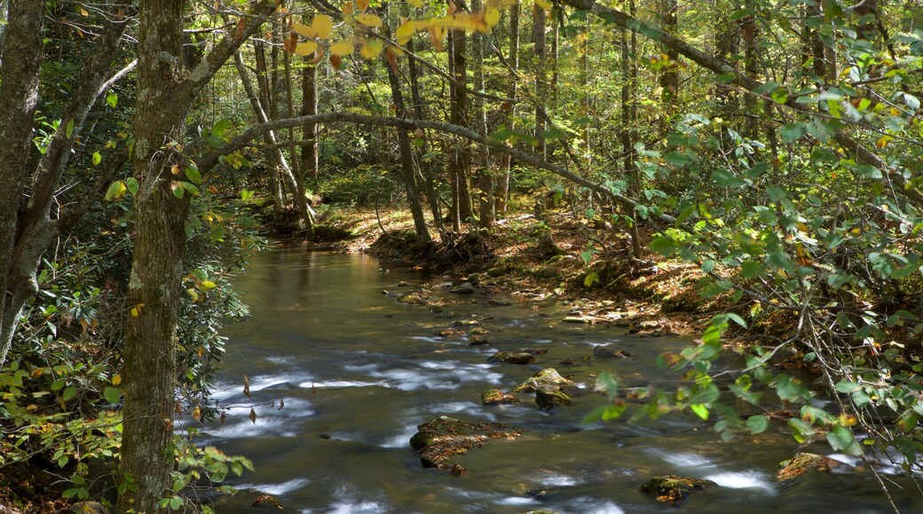 Charlotte inclusief een rivier of beek en bossen