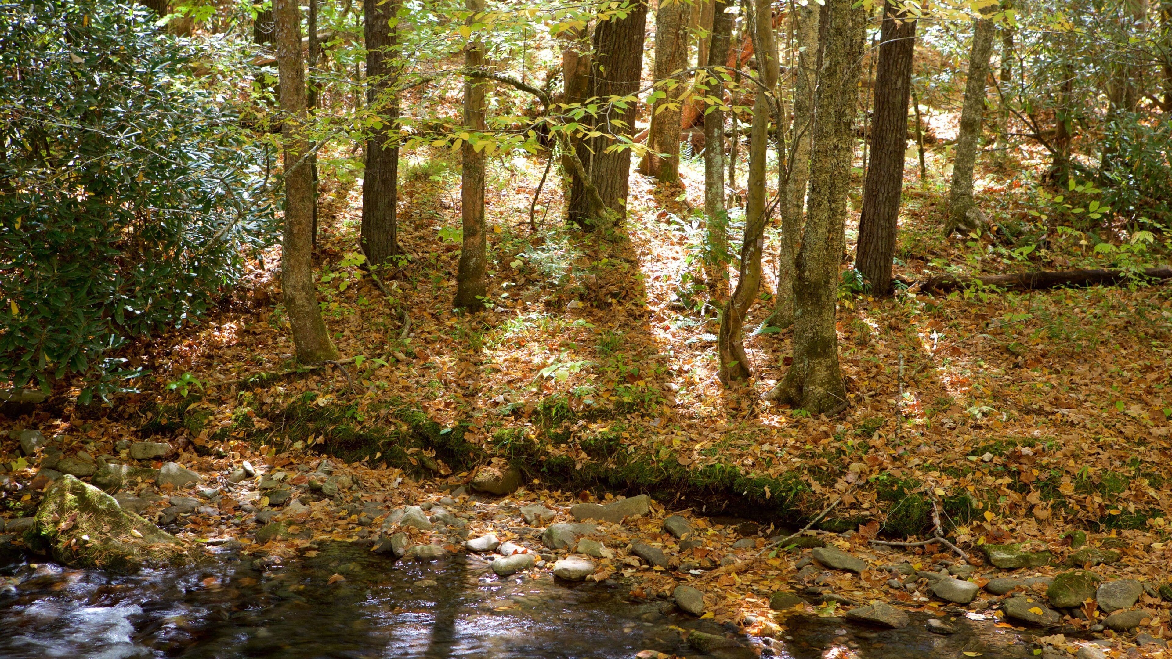 Charlotte showing forests, a river or creek and fall colors