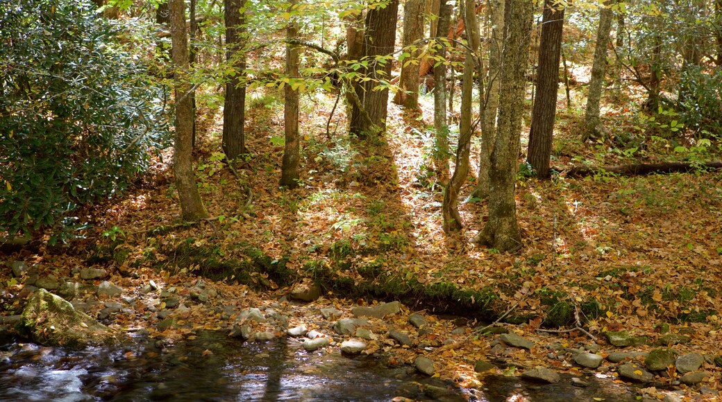 Charlotte bevat een rivier of beek, herfstkleuren en bos