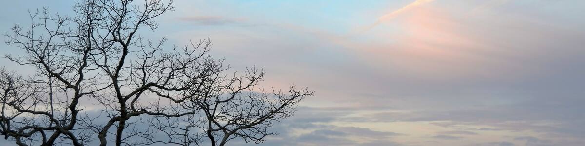 Early morning light over the Blue Ridge Mountains, with the silhouette of a leafless tree in the foreground; Fairview, North Carolina, United States of America