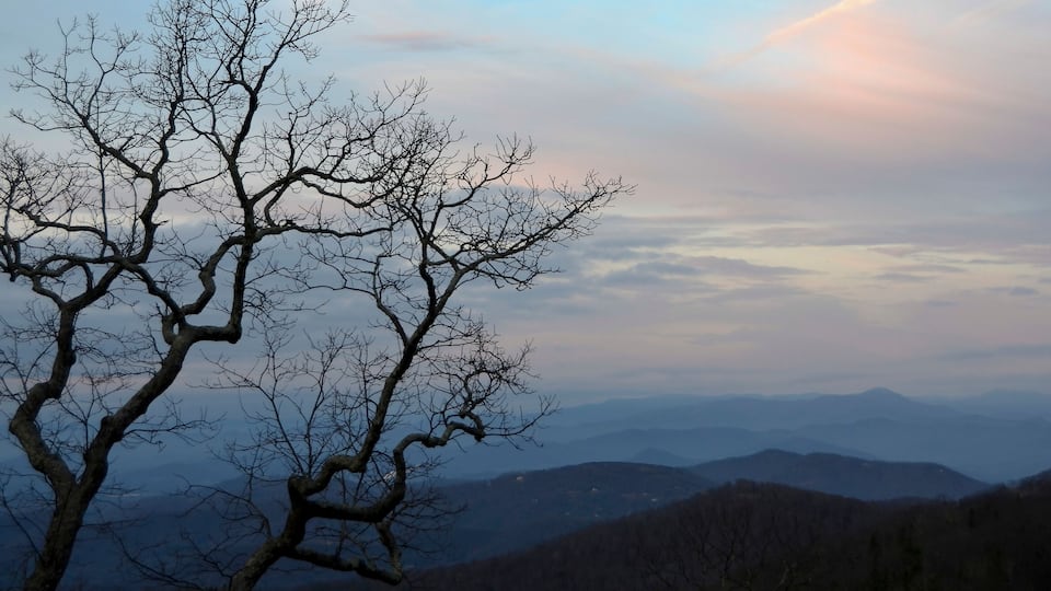 A leafless tree against a backdrop of rolling hills and a pastel sky.