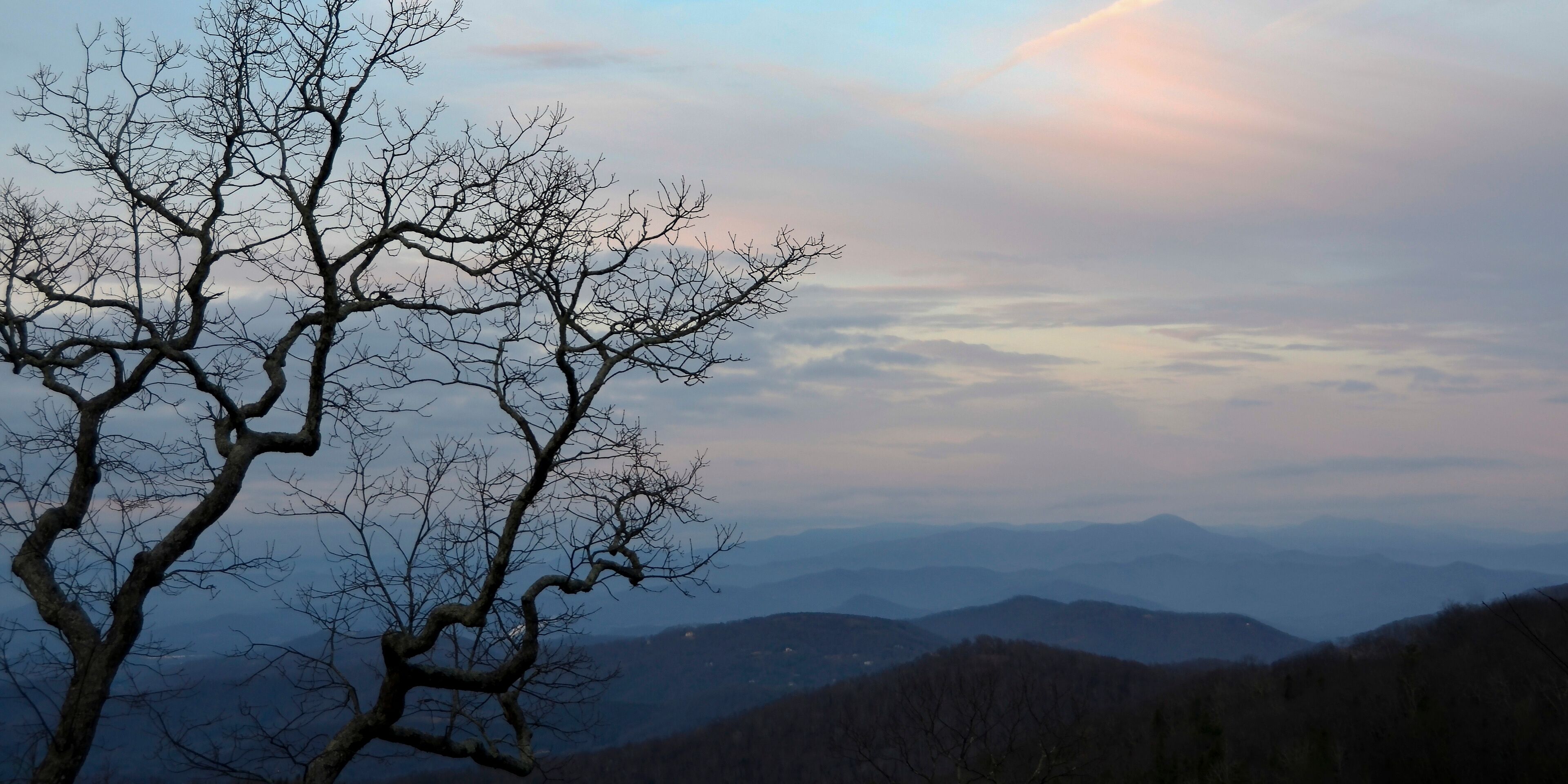 A leafless tree against a backdrop of rolling hills and a pastel sky.