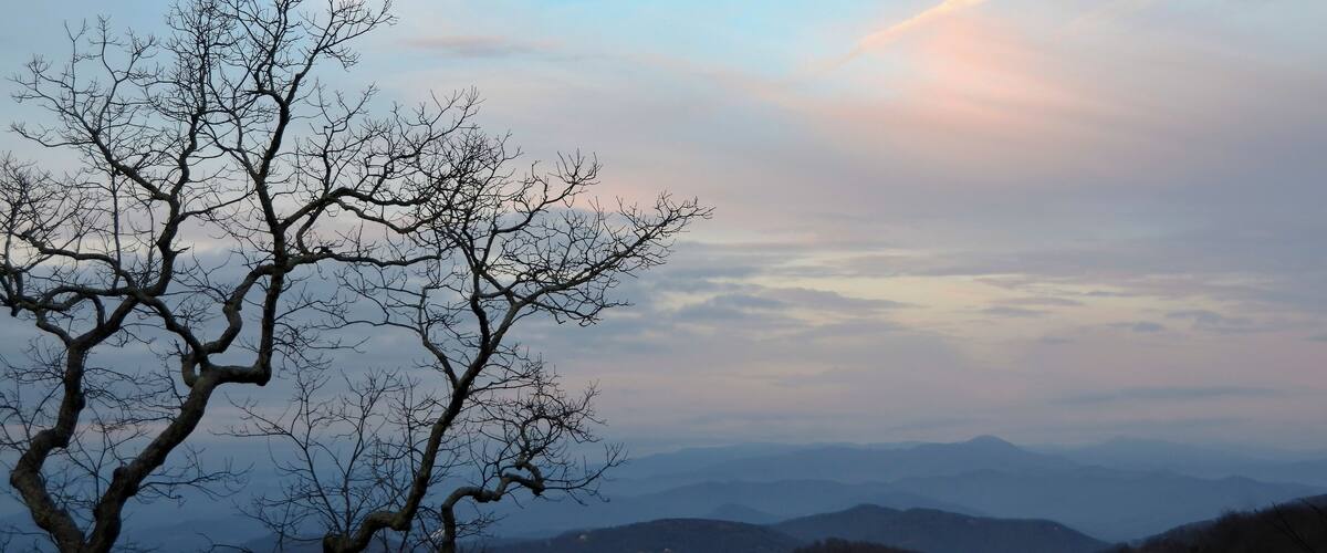A leafless tree against a backdrop of rolling hills and a pastel sky.