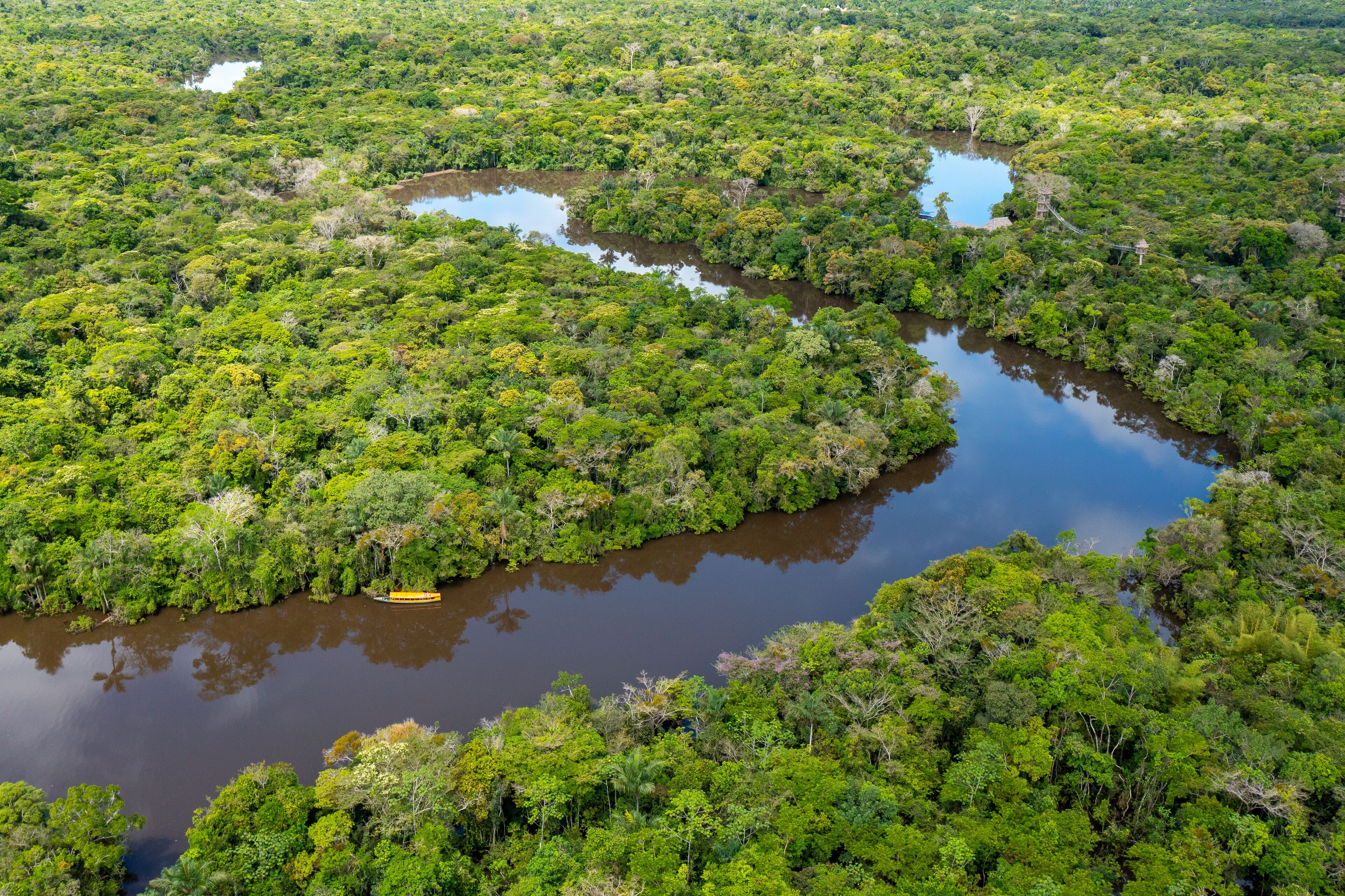 A river winding through a dense, green forest with a small bridge.